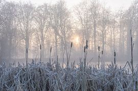 Hemmensebos part 46 by Tania Perneel