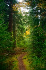 Weg durch einen Kiefernwald im Herbst