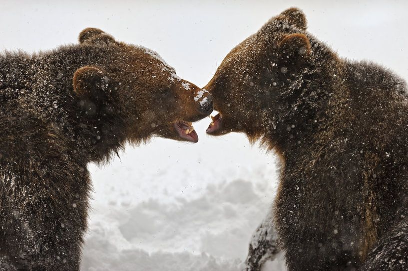 Talking by Marco Pozzi