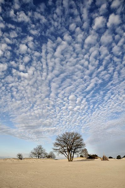 Drents-Friese Wold National Park  by Ellen Driesse