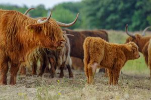 Hooglander sur Dirk van Egmond