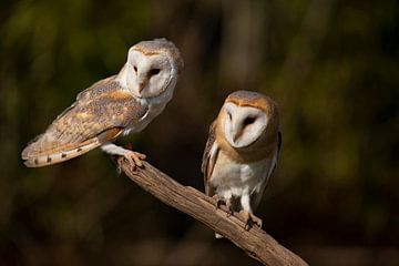 Barn owl, Tyto Alba by Gert Hilbink