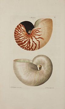 Deliciae Naturae selectae- G.W.Knorr, 1771 - Collection Teylers Museum sur Teylers Museum