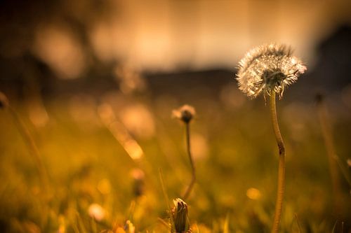 Blaasbloem bij zonsondergang