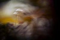 Herfst 2021