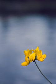 Common rolling clover, yellow flower in front of blue background of water by Annette Hagemeijer