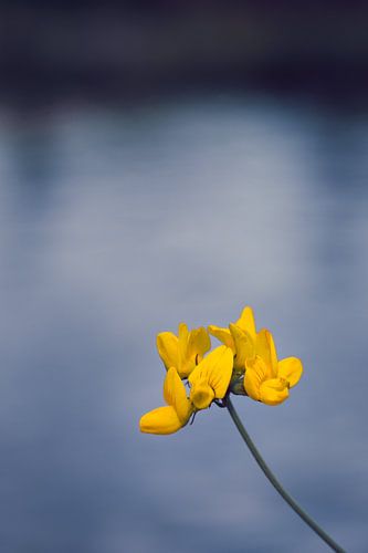 Gewöhnlicher Steinklee, gelbe Blüte vor blauem Hintergrund aus Wasser
