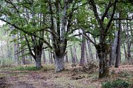 Alte Eichen mit mehreren Stämmen (Quercus robur). von whmpictures .com Miniaturansicht