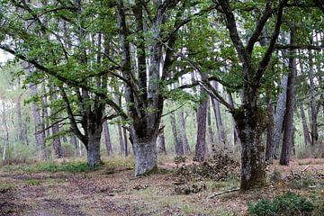Old multi-trunk oak trees (Quercus robur). by whmpictures .com