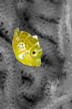 Small yellow fish