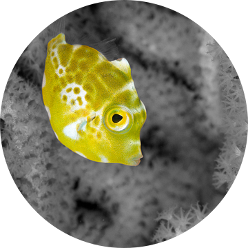 Klein geel visje van Jan van Kemenade