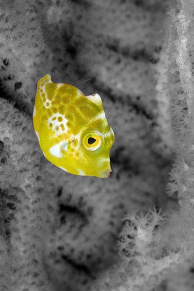 Small yellow fish by Jan van Kemenade
