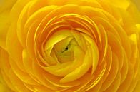 ranunculus yellow by Violetta Honkisz thumbnail