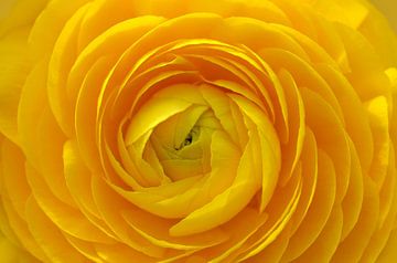 ranunculus yellow by Violetta Honkisz
