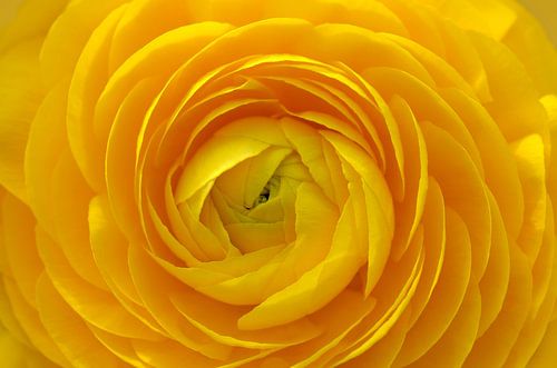renoncule jaune