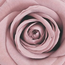 Rose with trendy soft pink colour by Gonnie van Hove