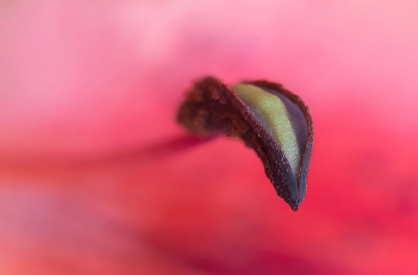 colorful macro flower detail by Klaartje Majoor