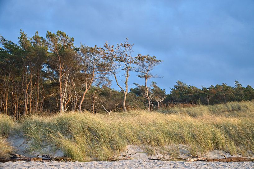 On the Baltic Sea beach with dunes by Martin Köbsch