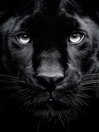 Schwarzer Panther – Intensiver Blick in monochromer Eleganz