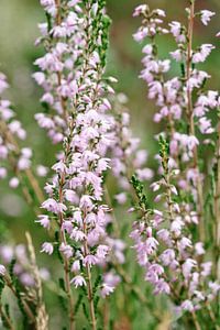 Heidekraut in Blüte von Jo Beerens