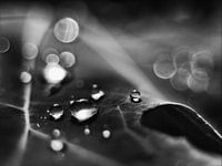 Druppels reflectie