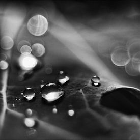 Droplets reflection by erik boer