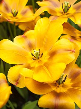 Show Tulip Yellow Brown van David Hanlon