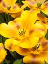 Show Tulip Yellow Brown van David Hanlon thumbnail