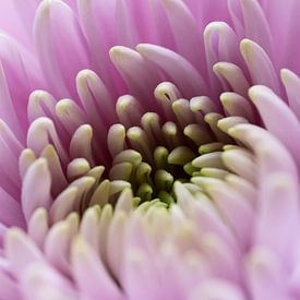 Chrysanthème sur Gerda Hoogerwerf