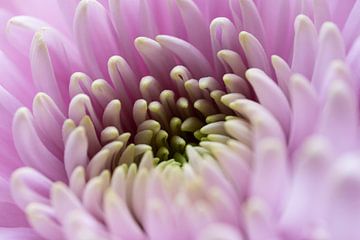 Chrysanthème sur Gerda Hoogerwerf