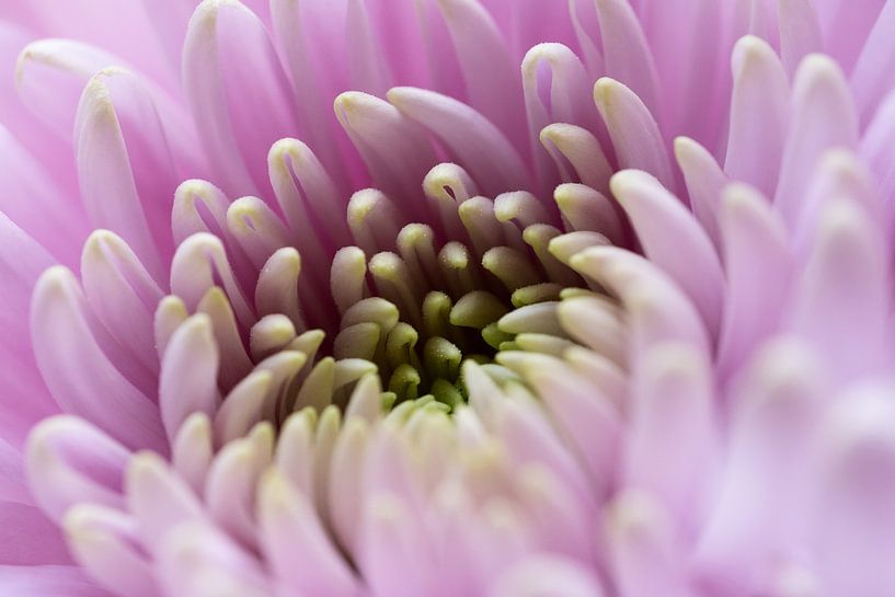 Chrysanthemum by Gerda Hoogerwerf