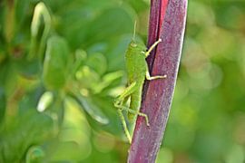une sauterelle verte sur Werner Lehmann