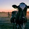 Vache dans la prairie sur Nathan Okkerse
