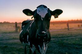 Cow in the meadow by Nathan Okkerse