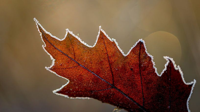 Herbstblatt Detail von Gerrit Bikker