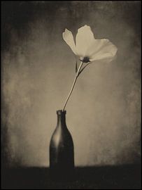 Blume in Vase Nr. 3 von Studio Silver & Sepia