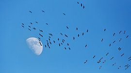 Cranes flying in front of the moon