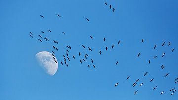 Cranes flying in front of the moon