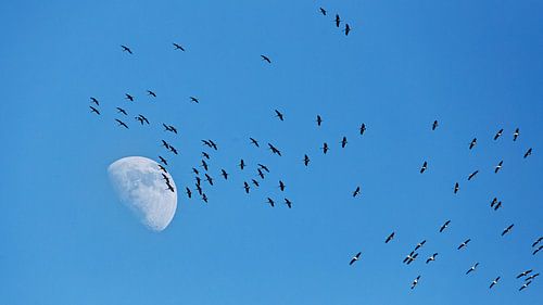 Kraanvogels in vlucht voor de maan