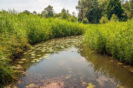 Photo en contre-jour d'un ruisseau incurvé dans une réserve naturelle néerlandaise sur Ruud Morijn