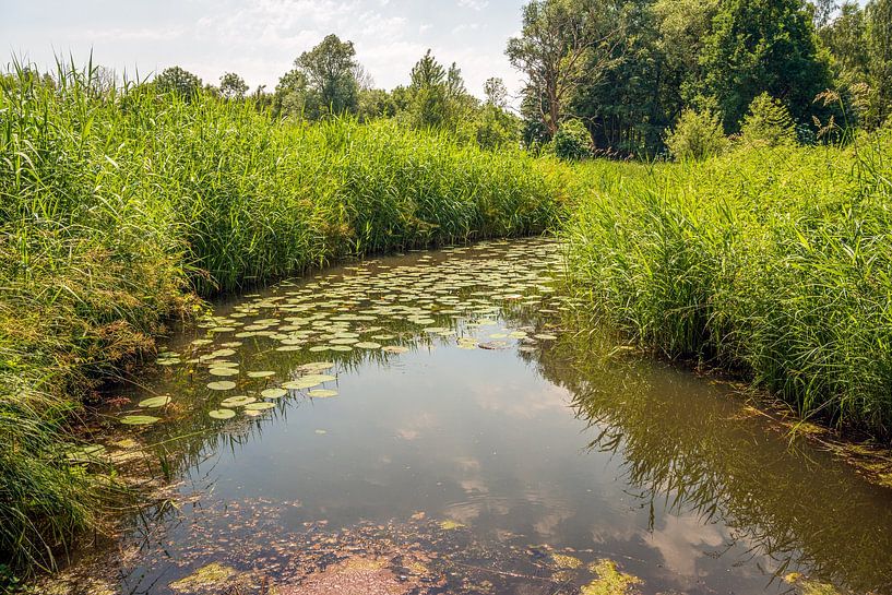 Backlit shot of a curved creek in a Dutch nature reserve by Ruud Morijn