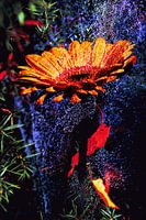 Perle Parure Gerbera