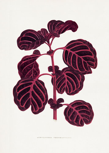 Illustration eines rosa Achyranthes-Verschaffeltii-Blattes