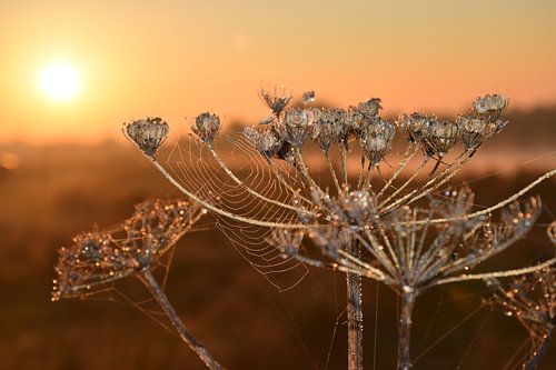 Morning glow over the Lek