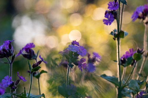 Tagkuckucksblume im Morgenlicht. von Janny Beimers