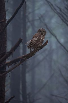 Tawny Owl by Jacco van Son