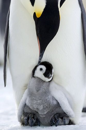 LP 71038022 Penguin baby with mother, Antarctica