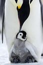 LP 71038022 Penguin baby with mother, Antarctica by BeeldigBeeld Food & Lifestyle thumbnail