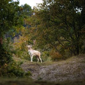 Damhirsche posieren in der Brunftzeit von Thom Brouwer