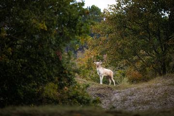 Fallow deer poses in rutting season by Thom Brouwer